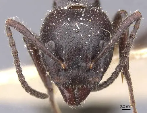 Dolichoderus lujae specimen