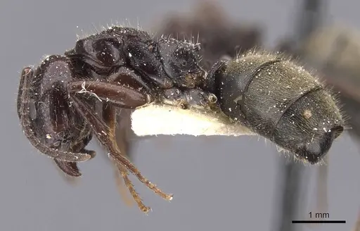 Dolichoderus lujae specimen