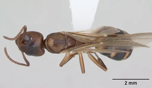 Dolichoderus lutosus specimen