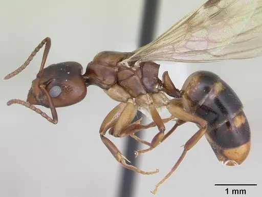 Dolichoderus lutosus specimen