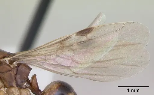 Dolichoderus lutosus - CASENT0173839