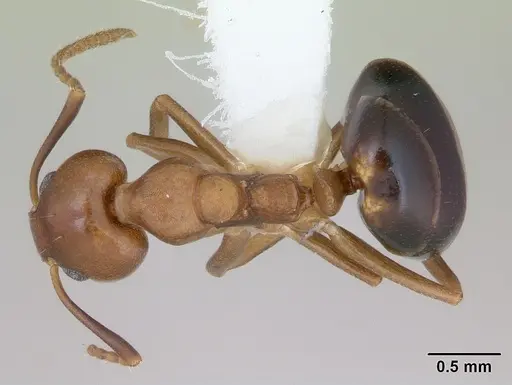 Dolichoderus lutosus - CASENT0173840