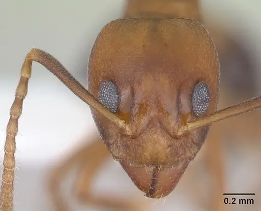 Dolichoderus lutosus - CASENT0173840