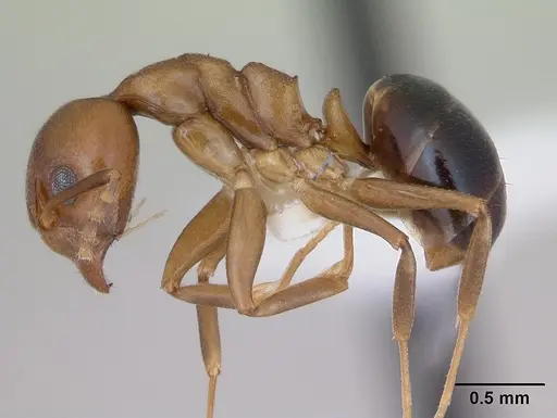 Dolichoderus lutosus - CASENT0173840