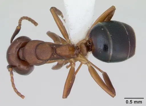 Dolichoderus lutosus - CASENT0173841