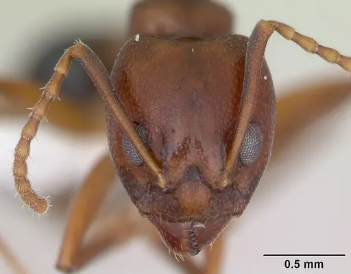 Dolichoderus lutosus - CASENT0173841