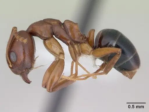 Dolichoderus lutosus - CASENT0173841