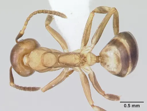 Dolichoderus lutosus - CASENT0178712