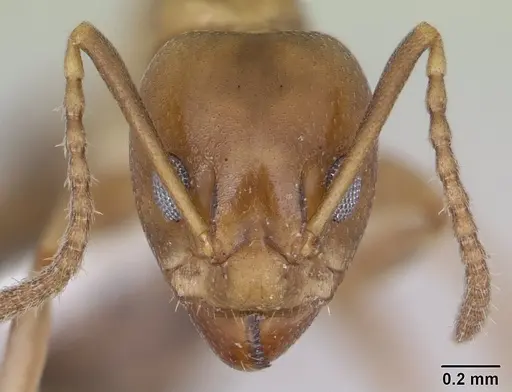 Dolichoderus lutosus - CASENT0178712