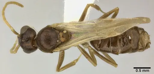 Dolichoderus lutosus - CASENT0246573