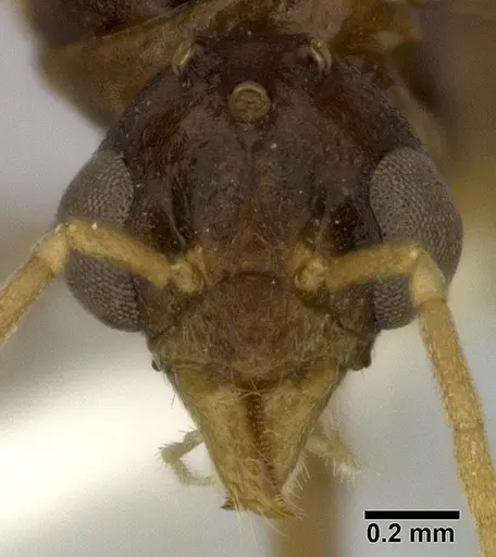Dolichoderus lutosus - CASENT0246573