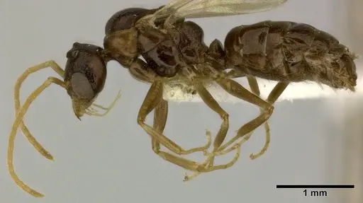 Dolichoderus lutosus - CASENT0246573