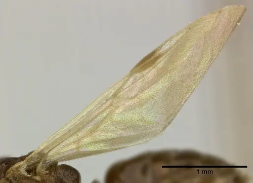 Dolichoderus lutosus - CASENT0246573