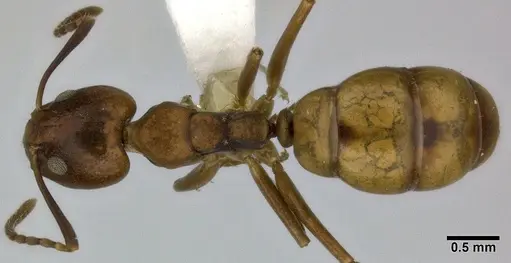 Dolichoderus lutosus - CASENT0246574