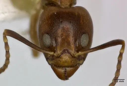 Dolichoderus lutosus - CASENT0246574