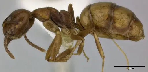 Dolichoderus lutosus - CASENT0246574