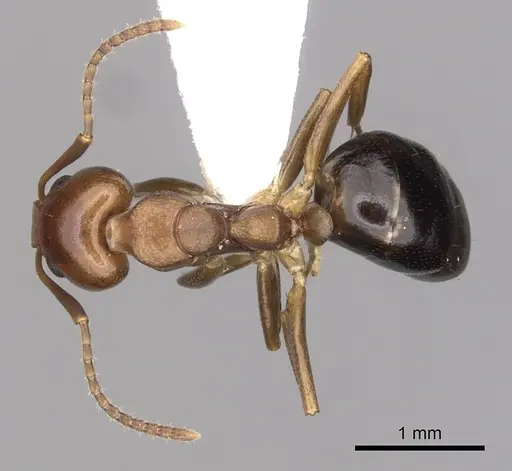 Dolichoderus lutosus - CASENT0249640