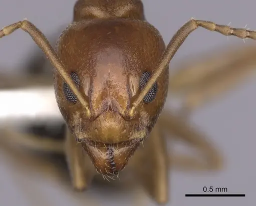 Dolichoderus lutosus - CASENT0249640