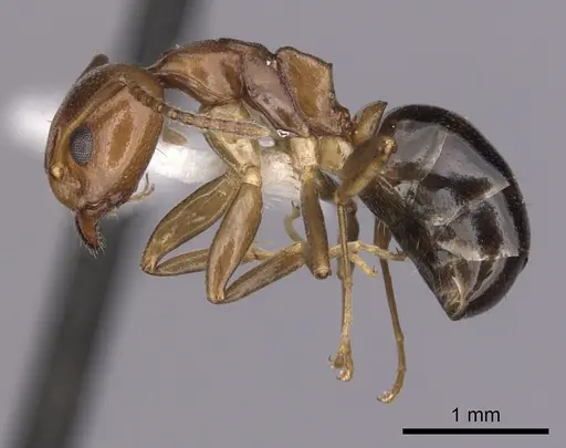 Dolichoderus lutosus - CASENT0249640