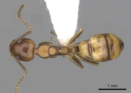 Dolichoderus lutosus - CASENT0249641
