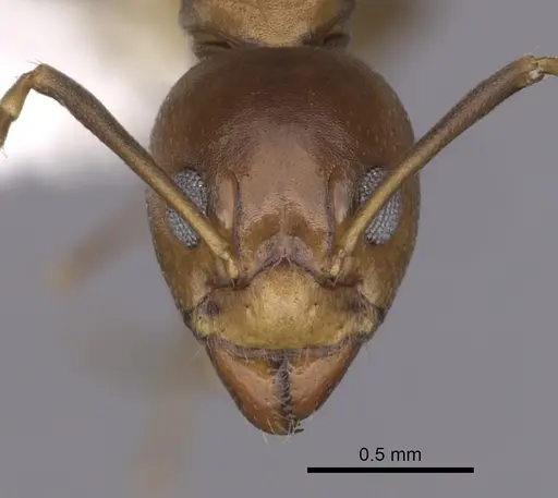 Dolichoderus lutosus - CASENT0249641
