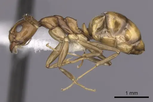 Dolichoderus lutosus - CASENT0249641