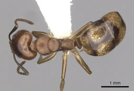 Dolichoderus lutosus - CASENT0249642