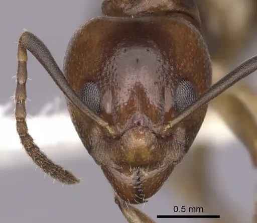 Dolichoderus lutosus - CASENT0249642