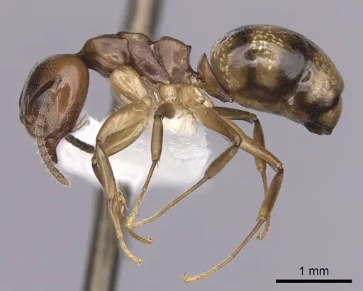 Dolichoderus lutosus - CASENT0249642