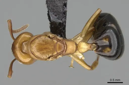 Dolichoderus lutosus - CASENT0318485