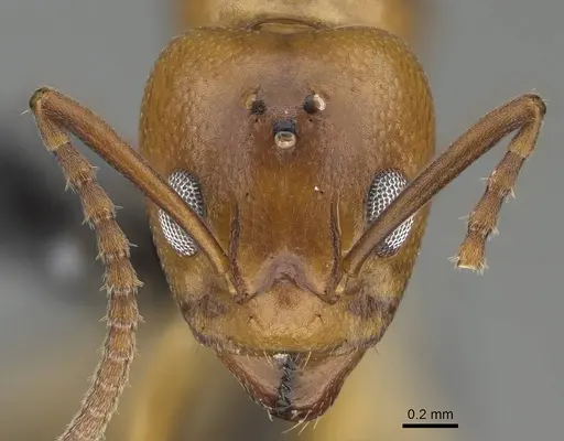 Dolichoderus lutosus - CASENT0318485