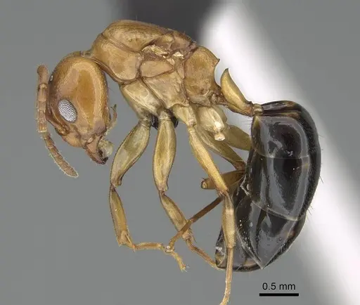 Dolichoderus lutosus - CASENT0318485