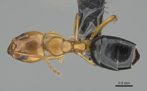 Dolichoderus lutosus - CASENT0318503