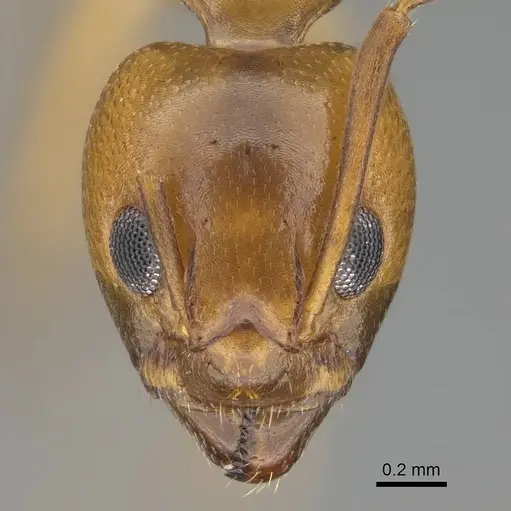 Dolichoderus lutosus - CASENT0318503