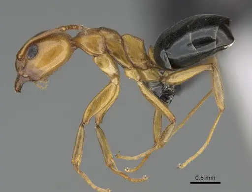 Dolichoderus lutosus - CASENT0318503