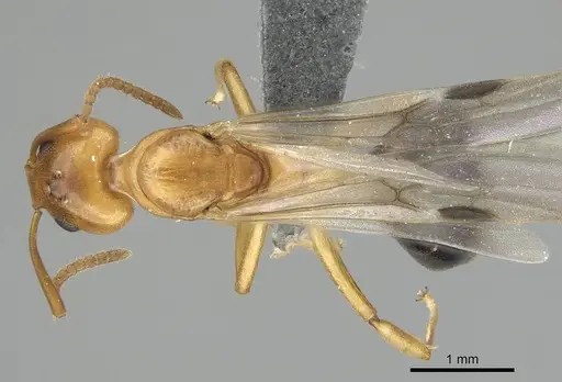 Dolichoderus lutosus - CASENT0729141