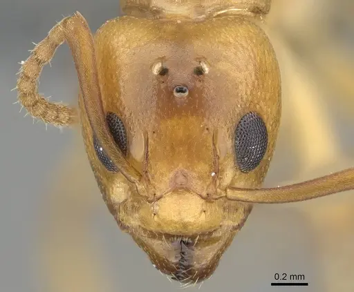 Dolichoderus lutosus - CASENT0729141