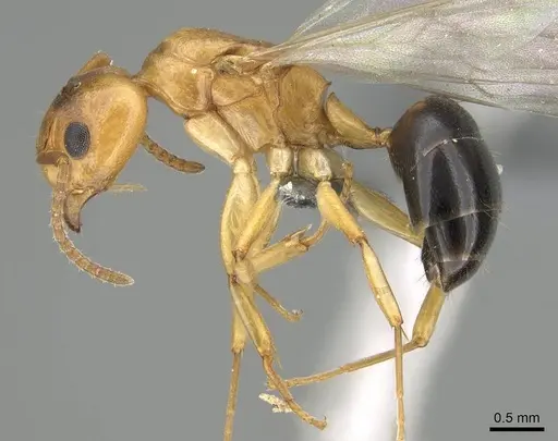 Dolichoderus lutosus - CASENT0729141