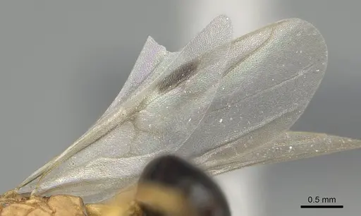 Dolichoderus lutosus - CASENT0729141