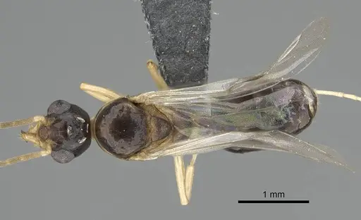 Dolichoderus lutosus - CASENT0729148