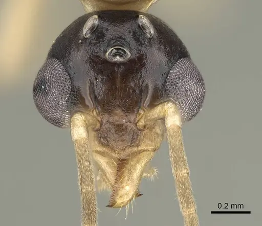 Dolichoderus lutosus - CASENT0729148