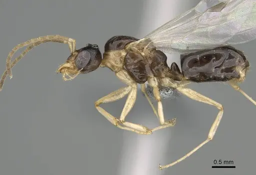 Dolichoderus lutosus - CASENT0729148
