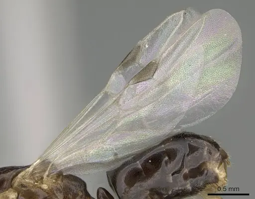 Dolichoderus lutosus - CASENT0729148