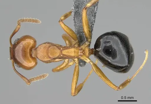 Dolichoderus lutosus - CASENT0766289