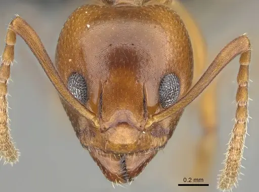 Dolichoderus lutosus - CASENT0766289