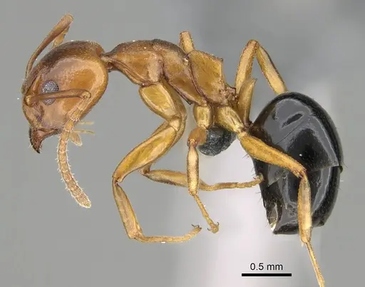 Dolichoderus lutosus - CASENT0766289