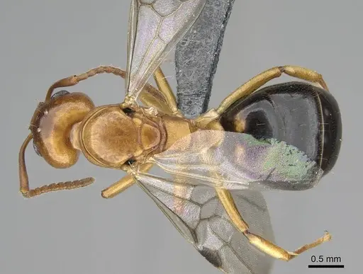 Dolichoderus lutosus - CASENT0768062