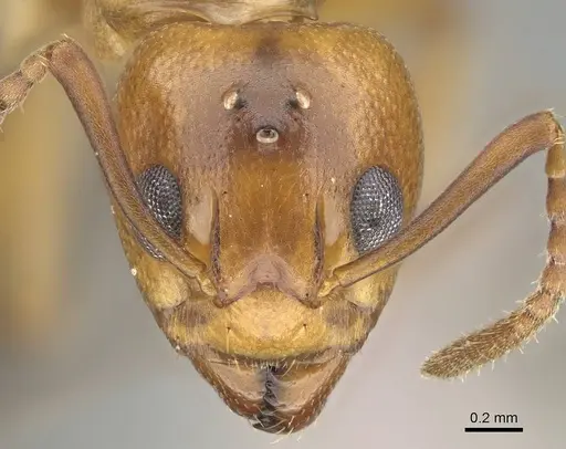 Dolichoderus lutosus - CASENT0768062