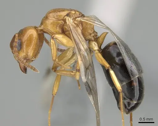 Dolichoderus lutosus - CASENT0768062