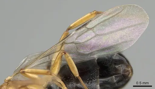 Dolichoderus lutosus - CASENT0768062